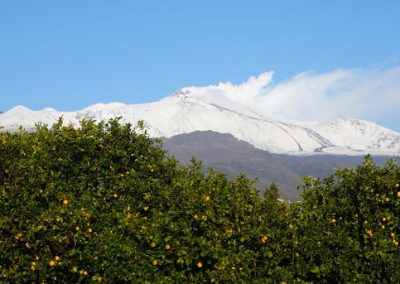 Agroecologia per la gestione sostenibile degli agrumeti